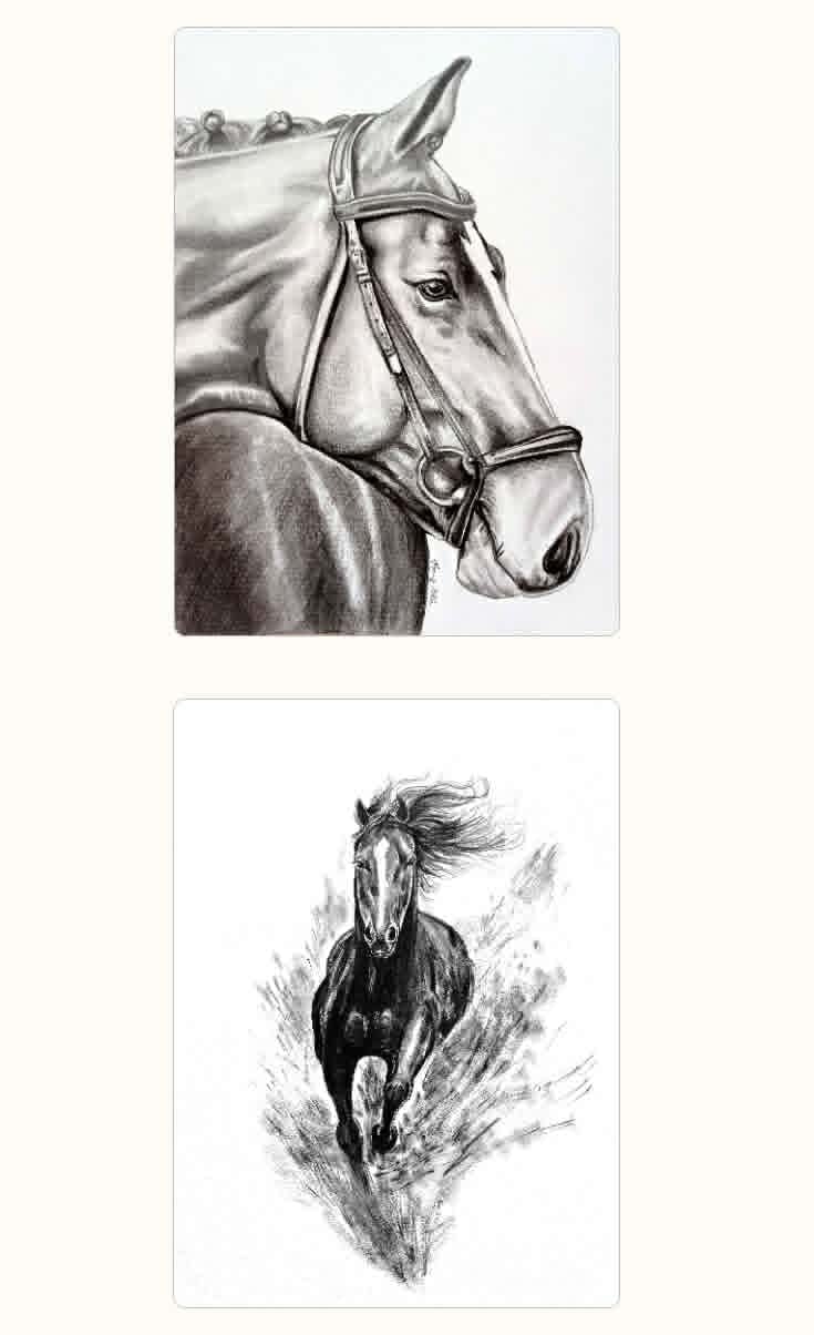 Two pencil sketches of horses: upper portrait shows a saddled horse in profile with bridle and reins; lower sketch depicts a galloping horse in motion